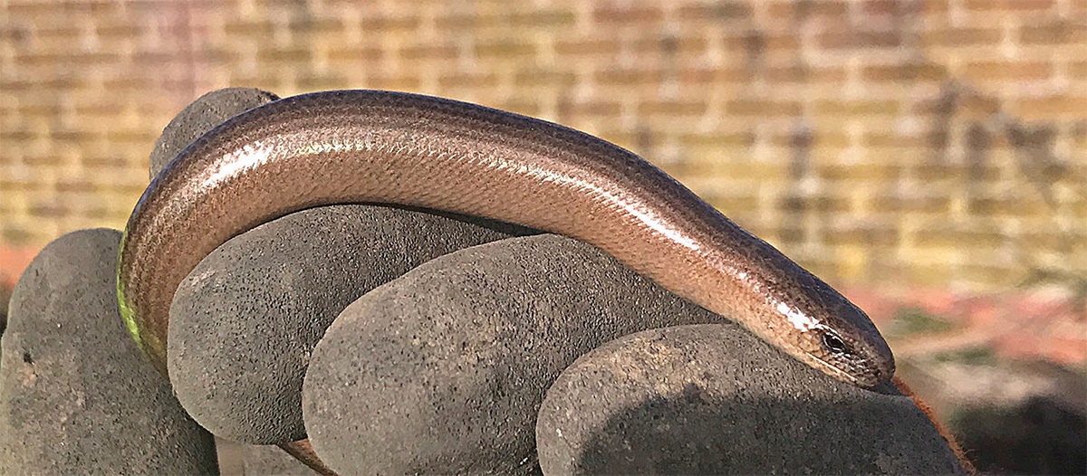 Slowworm anguis fragilis